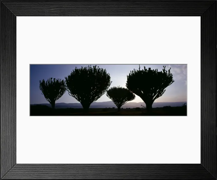 Framed Print : A fine stand of Euphorbia trees Framed Print : A fine stand of Euphorbia trees