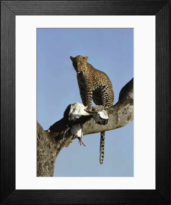 Framed Print : Leopard (Panthera pardus) with Marabou Stork Framed Print : Leopard (Panthera pardus) with Marabou Stork