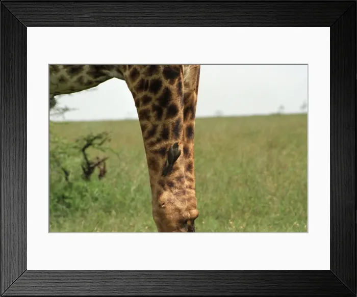 Framed Print : Giraffe (Giraffa camelopardalis) Framed Print : Giraffe (Giraffa camelopardalis)