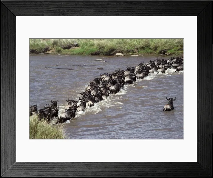 Framed Print : Wildebeest Framed Print : Wildebeest