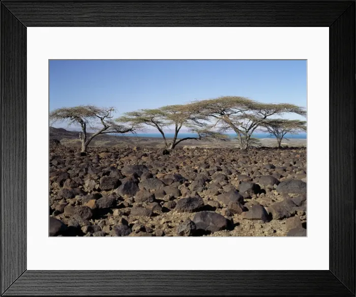 Framed Print : Lava boulders cover vast tracts of infertile land on Framed Print : Lava boulders cover vast tracts of infertile land on