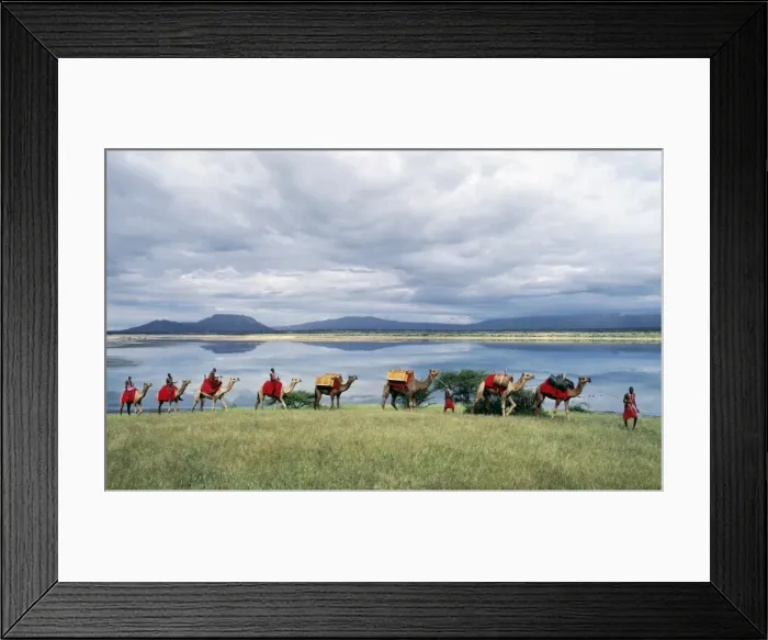 Framed Print : Msai men lead a camel caravan laden with equipment