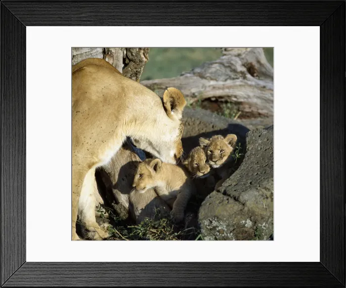 Framed Print : A lioness and her cubs Framed Print : A lioness and her cubs