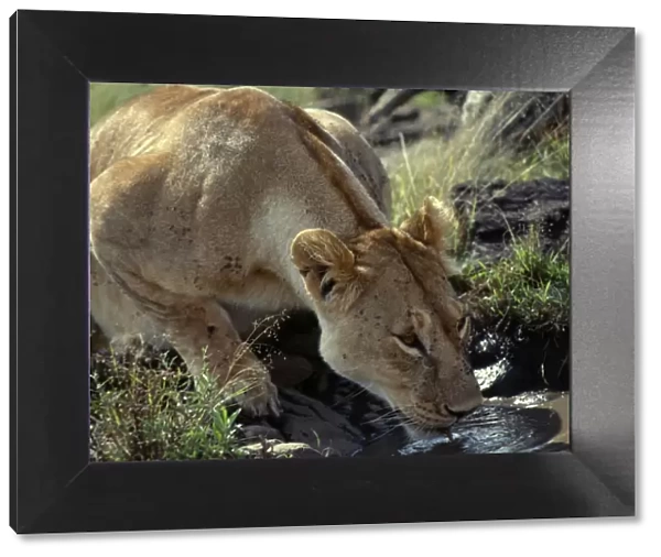 A lioness drinking from a muddy pool