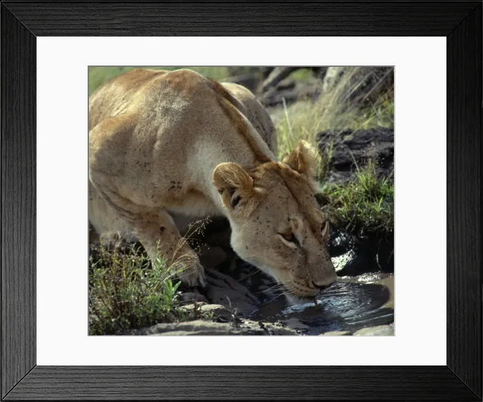Framed Print : A lioness drinking from a muddy pool Framed Print : A lioness drinking from a muddy pool