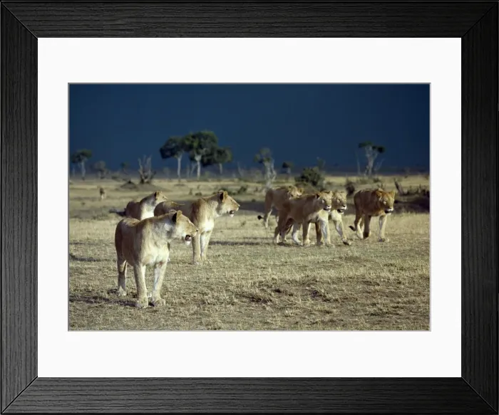 Framed Print : A pride of lions moves to shelter from an approaching storm Framed Print : A pride of lions moves to shelter from an approaching storm