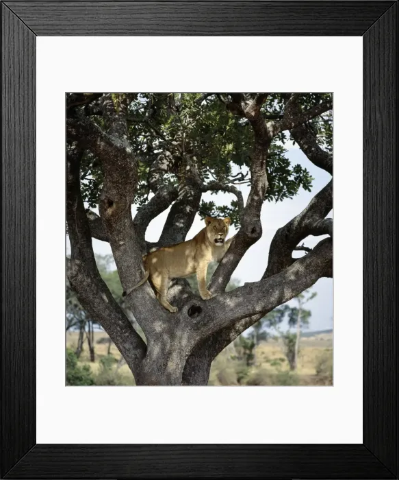 Framed Print : A young male lion looks intently at animals grazing Framed Print : A young male lion looks intently at animals grazing