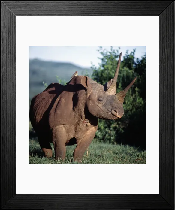 Framed Print : A black rhino in the Salient of the Aberdare National Park