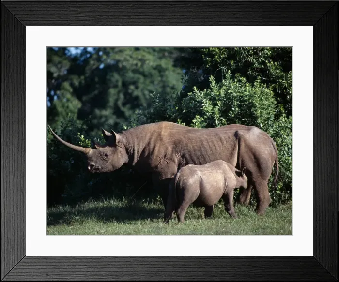 Framed Print : A black rhino and calf in the Salient of the Aberdare National Park Framed Print : A black rhino and calf in the Salient of the Aberdare National Park