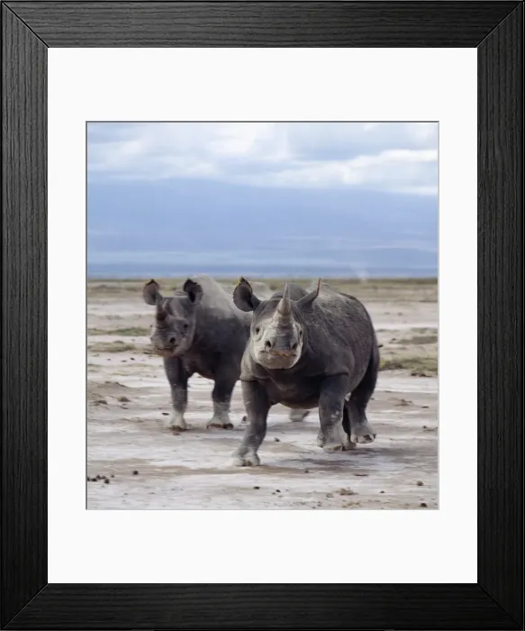 Framed Print : Two black rhinos on the open plains at Amboseli Framed Print : Two black rhinos on the open plains at Amboseli