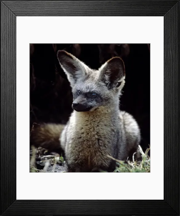 Framed Print : A bat-eared fox at the entrance to its burrow Framed Print : A bat-eared fox at the entrance to its burrow