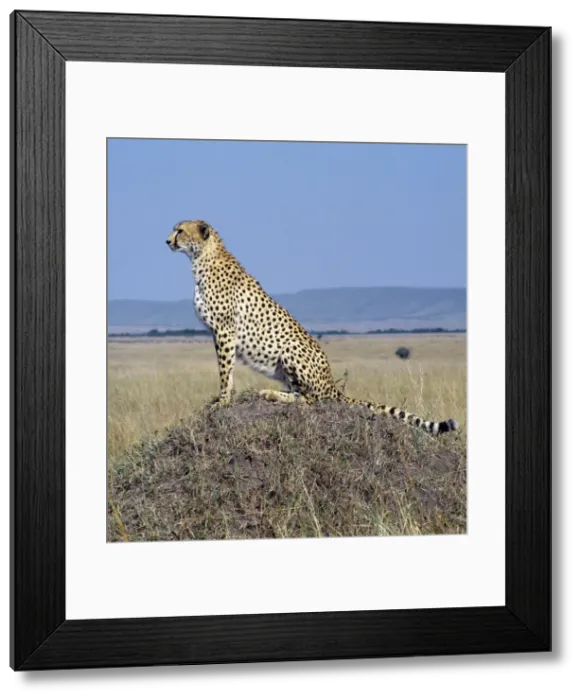 Framed Print : A cheetah surveys the grassy plains of Masai Mara from Framed Print : A cheetah surveys the grassy plains of Masai Mara from