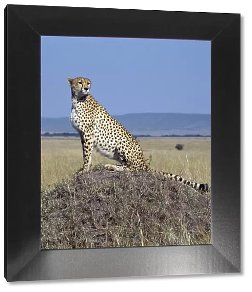 A cheetah surveys the grassy plains of Masai Mara from