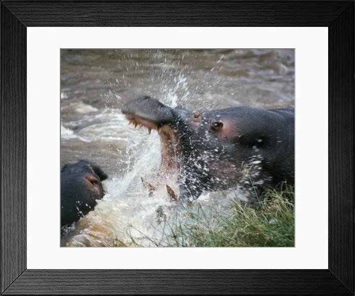 Framed Print : Two hippos fight in the Mara RiverThese vast animals Framed Print : Two hippos fight in the Mara RiverThese vast animals