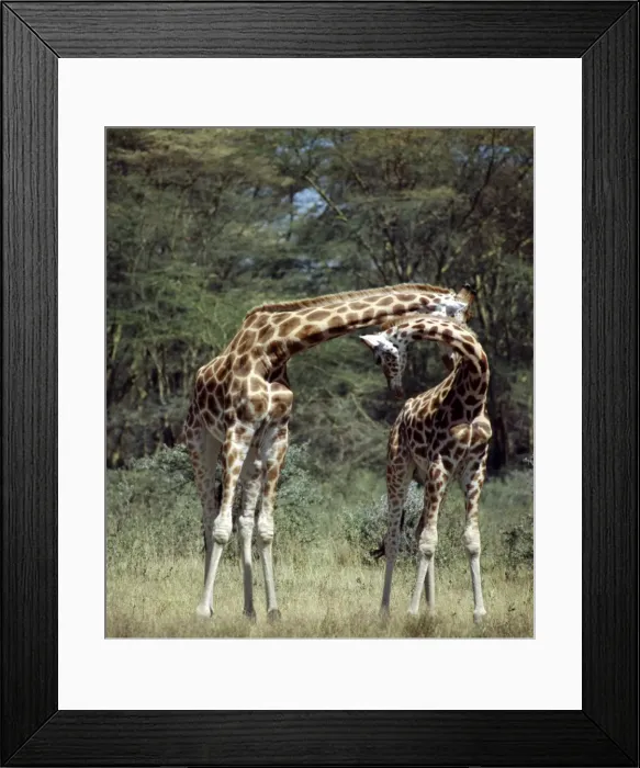 Framed Print : Two Rothschild giraffes neck in Lake Nakuru National Park Framed Print : Two Rothschild giraffes neck in Lake Nakuru National Park