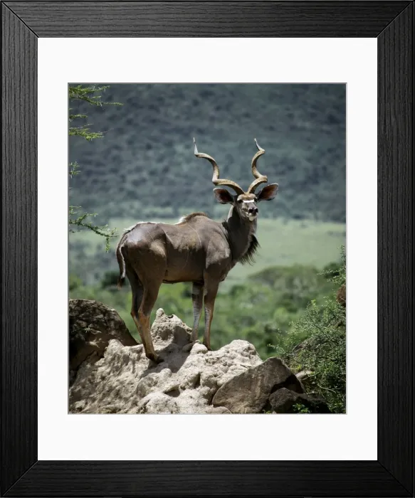 Framed Print : Greater Kudu Bull Framed Print : Greater Kudu Bull