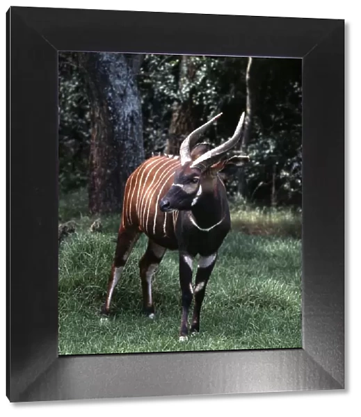 A Bongo bull in a forest clearing