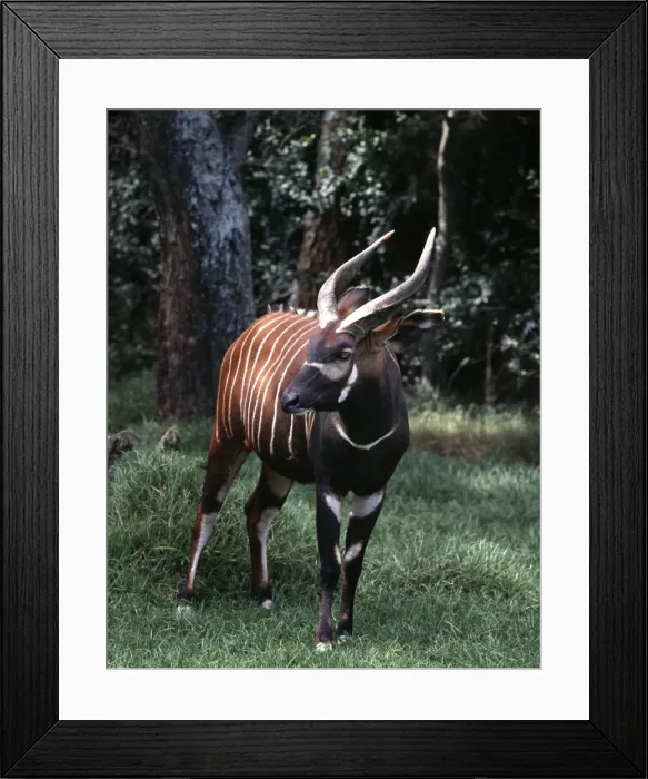 Framed Print : A Bongo bull in a forest clearing Framed Print : A Bongo bull in a forest clearing