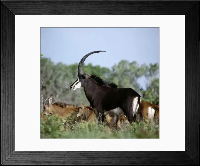 Framed Print : A fine bull sable antelope with chesnut-brown females Framed Print : A fine bull sable antelope with chesnut-brown females
