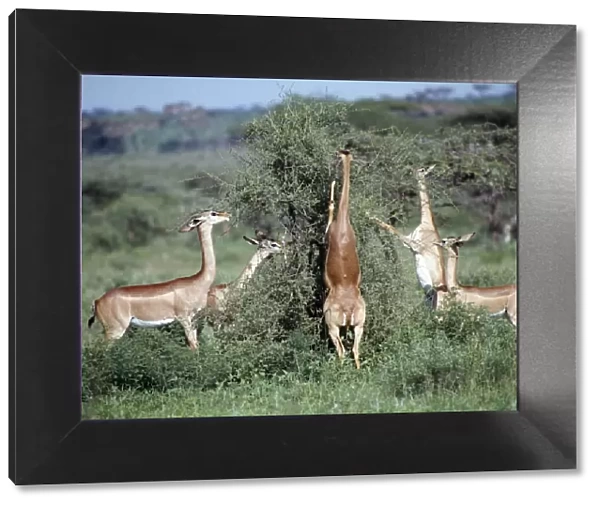 A group of gerenuk