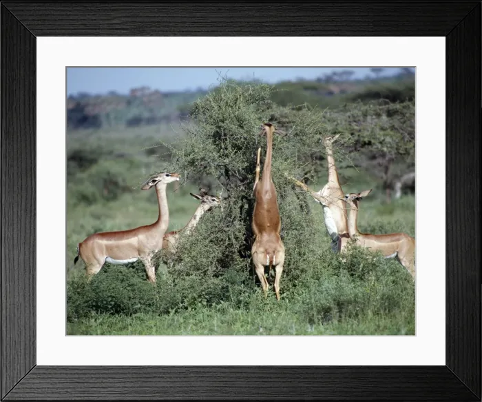 Framed Print : A group of gerenuk Framed Print : A group of gerenuk