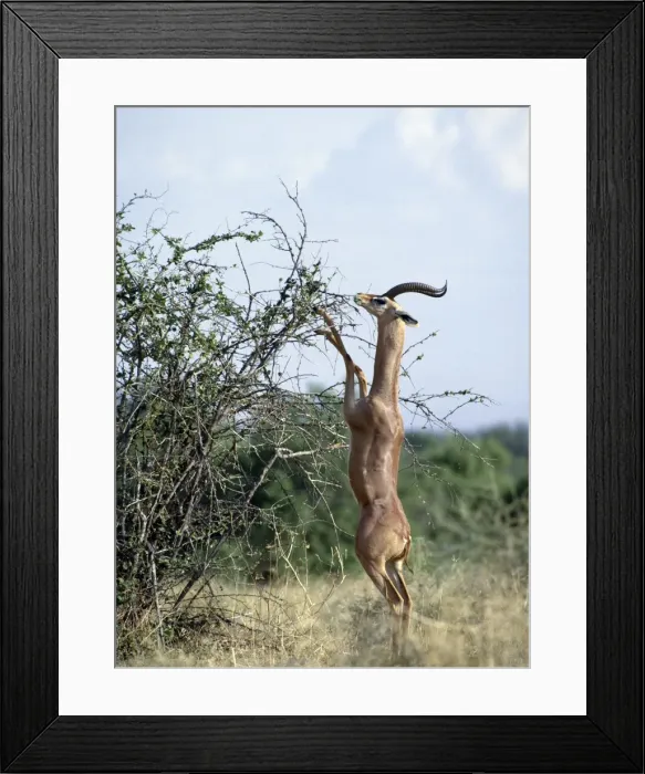 Framed Print : A male gerenuk Framed Print : A male gerenuk