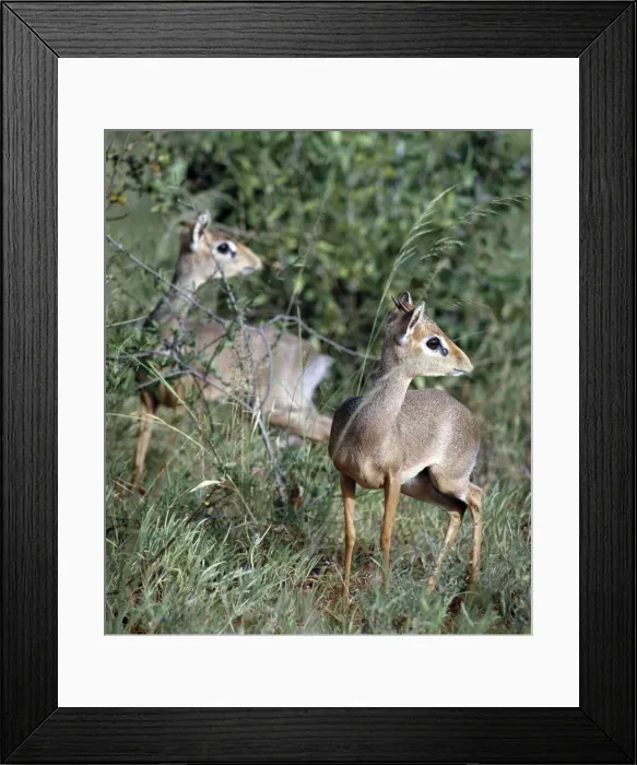 Framed Print : Two dikdiks in the Samburu National Reserve of Northern Kenya Framed Print : Two dikdiks in the Samburu National Reserve of Northern Kenya