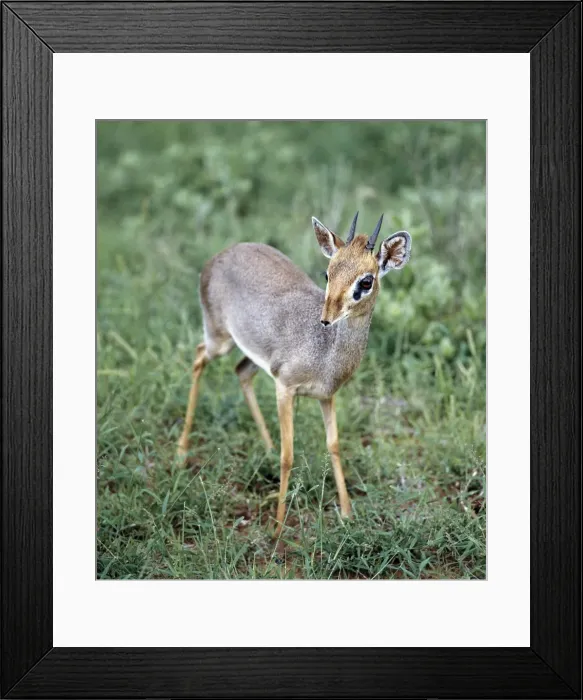 Framed Print : A dikdik in the Samburu National Reserve of Northern Kenya Framed Print : A dikdik in the Samburu National Reserve of Northern Kenya