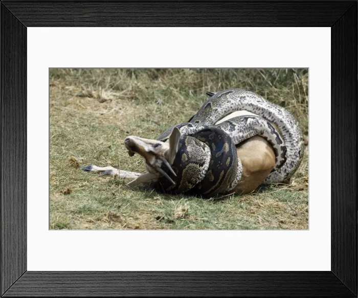 Framed Print : A python kills a Thomsons gazelle by constriction Framed Print : A python kills a Thomsons gazelle by constriction