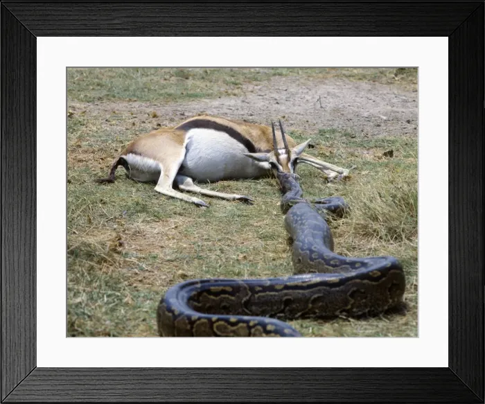 Framed Print : Having killed a Thomsons gazelle