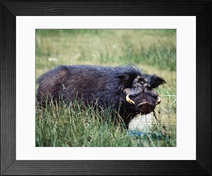 Framed Print : A giant hog Framed Print : A giant hog