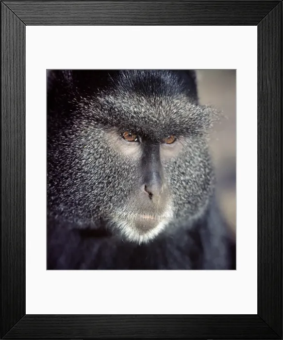 Framed Print : A Blue monkey Framed Print : A Blue monkey