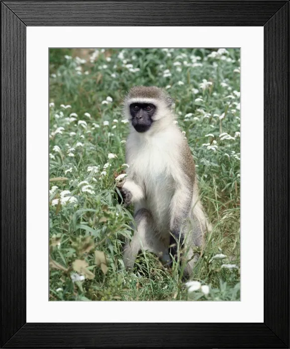 Framed Print : A vervet monkey stands on its hind legs among Heliotropium Framed Print : A vervet monkey stands on its hind legs among Heliotropium