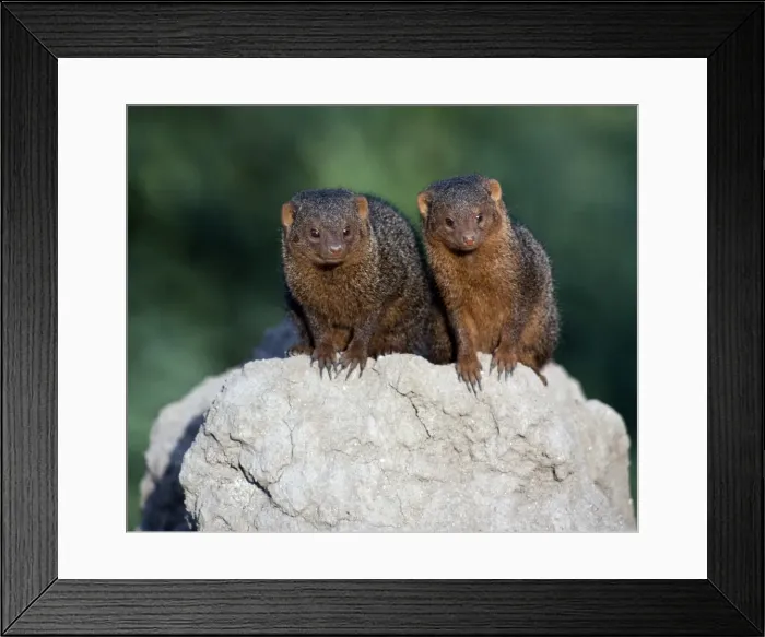 Framed Print : Two dwarf mongooses on top of a termite mound Framed Print : Two dwarf mongooses on top of a termite mound