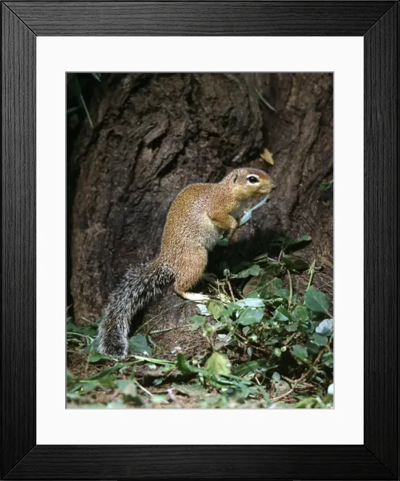 Framed Print : An unstriped ground squirrel Framed Print : An unstriped ground squirrel