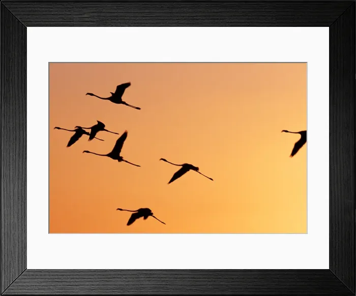 Framed Print : Flamingos fly over Lake Turkana at sunset Framed Print : Flamingos fly over Lake Turkana at sunset