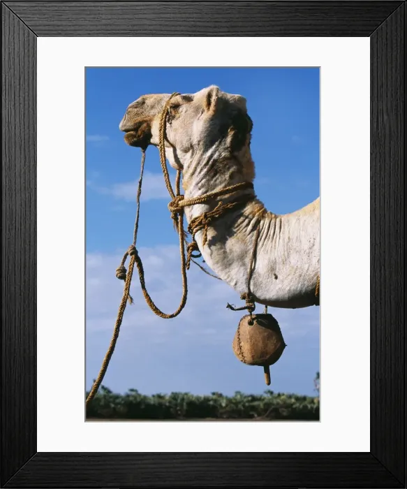 Framed Print : A camel wearing a halter and wooden bell at a waterhole Framed Print : A camel wearing a halter and wooden bell at a waterhole