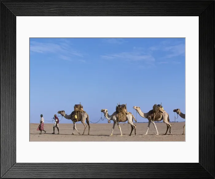 Framed Print : Gabbra tribesmen lead their camel train across the Chalbi Desert Framed Print : Gabbra tribesmen lead their camel train across the Chalbi Desert