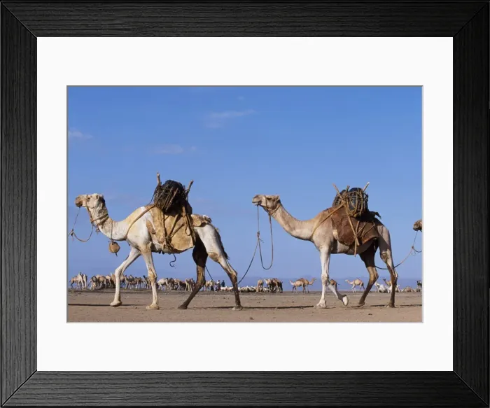 Framed Print : Camels belonging to the Gabbra are loaded with water Framed Print : Camels belonging to the Gabbra are loaded with water