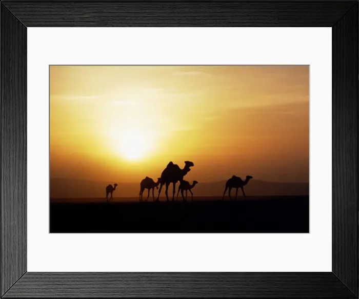 Framed Print : Gabbra tribesmen watch over their camels at a water