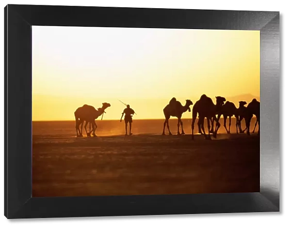 A Gabbra herdsman drives his camels across the Chalbi