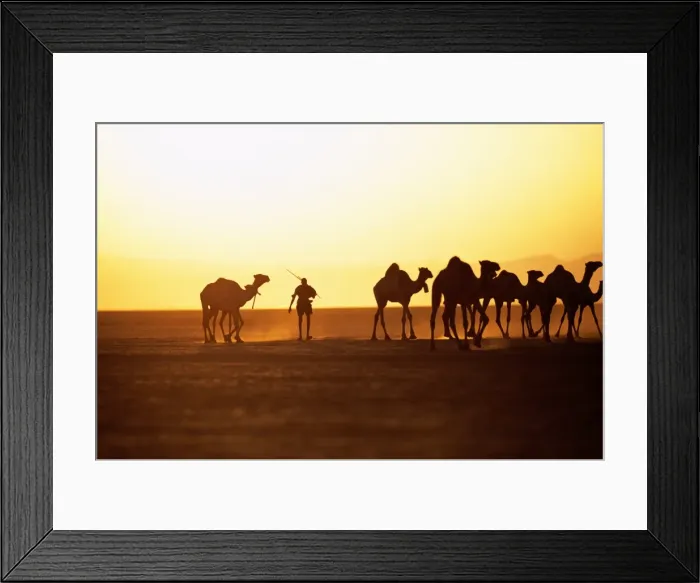 Framed Print : A Gabbra herdsman drives his camels across the Chalbi Framed Print : A Gabbra herdsman drives his camels across the Chalbi