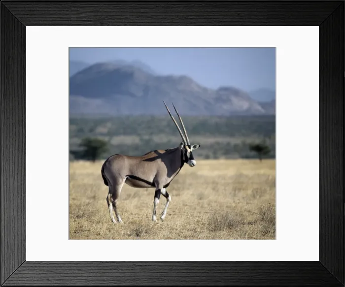 Framed Print : An oryx beisa in arid thorn scrub country Framed Print : An oryx beisa in arid thorn scrub country