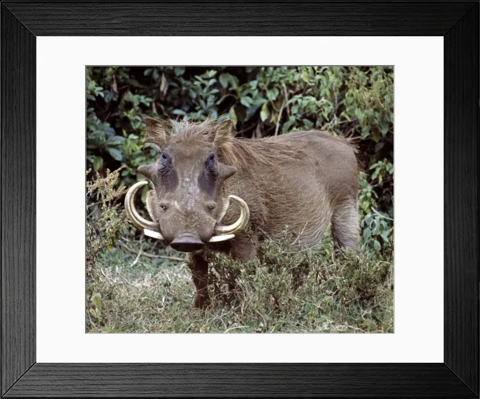 Framed Print : A male warthog in Lake Nakuru National Park Framed Print : A male warthog in Lake Nakuru National Park