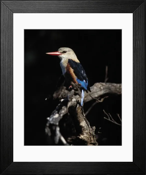 Framed Print : Grey-headed kingfisher Framed Print : Grey-headed kingfisher