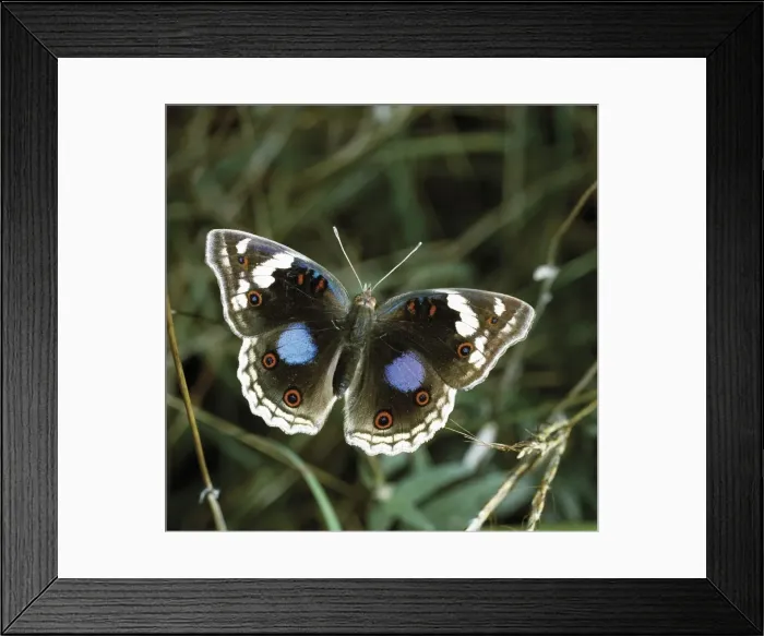 Framed Print : Junonia oenone (male) Framed Print : Junonia oenone (male)