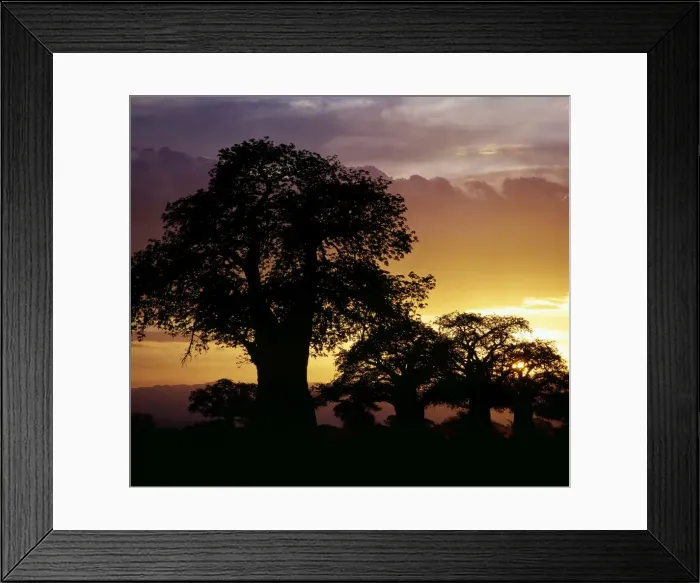 Framed Print : Giant baobab trees silhouetted against a sunset Framed Print : Giant baobab trees silhouetted against a sunset