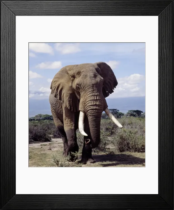 Framed Print : A bull elephant in Amboseli National Park Framed Print : A bull elephant in Amboseli National Park