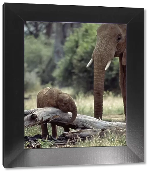 An elephant matriarch keeps a careful watch over her