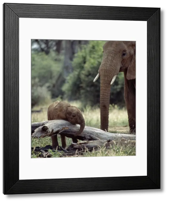 Framed Print : An elephant matriarch keeps a careful watch over her Framed Print : An elephant matriarch keeps a careful watch over her